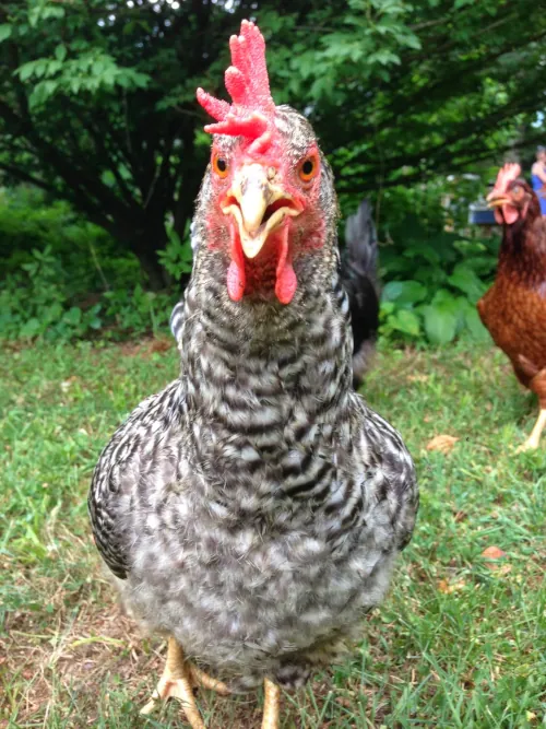 Photo of Cartoon the chicken used without its permission. Waiver / release form was chicken scratch.